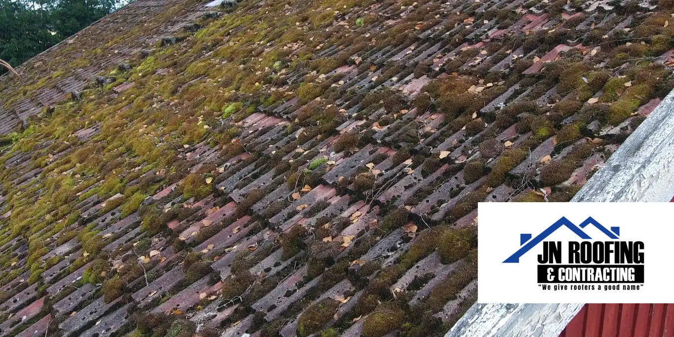 Is That Moss or Mould? Identifying Simcoe County Roof Growths