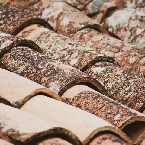 Mould appears as dark blotchy patches.